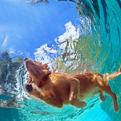 500m Waterproof Electric Dog Training Collar